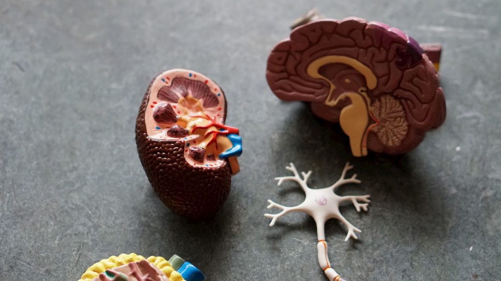 pieces of brain model scattered on table showing inside of right lobe of brain, nerve with dendrites and axion and middle brain pieces