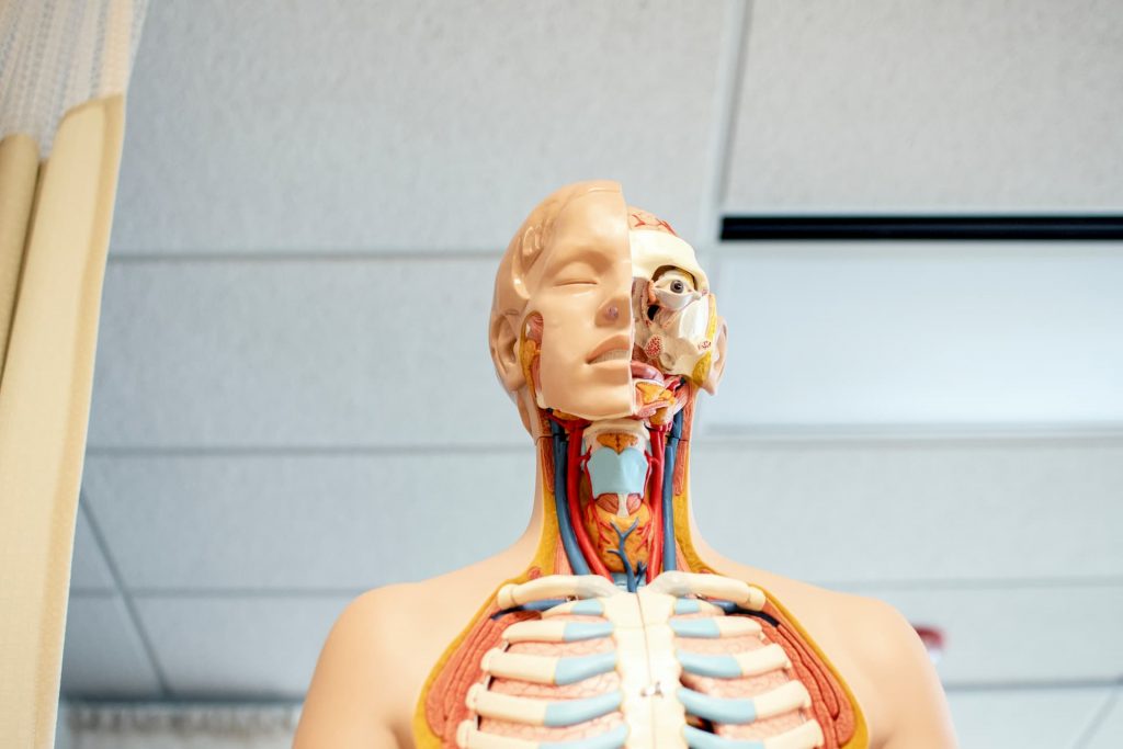 medical mannequin with half face and half muculoskeletal portion exposed for doctor learning medical school