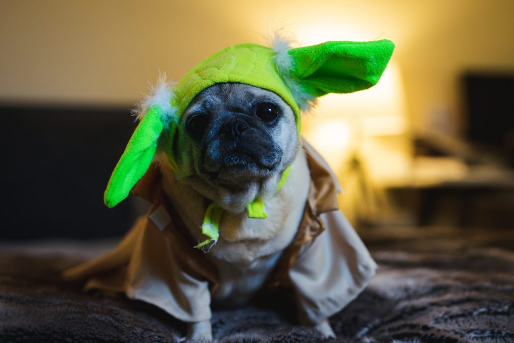 Pug dog in Yoda Halloween costume celebrating holidays during COVID-19 pandemic